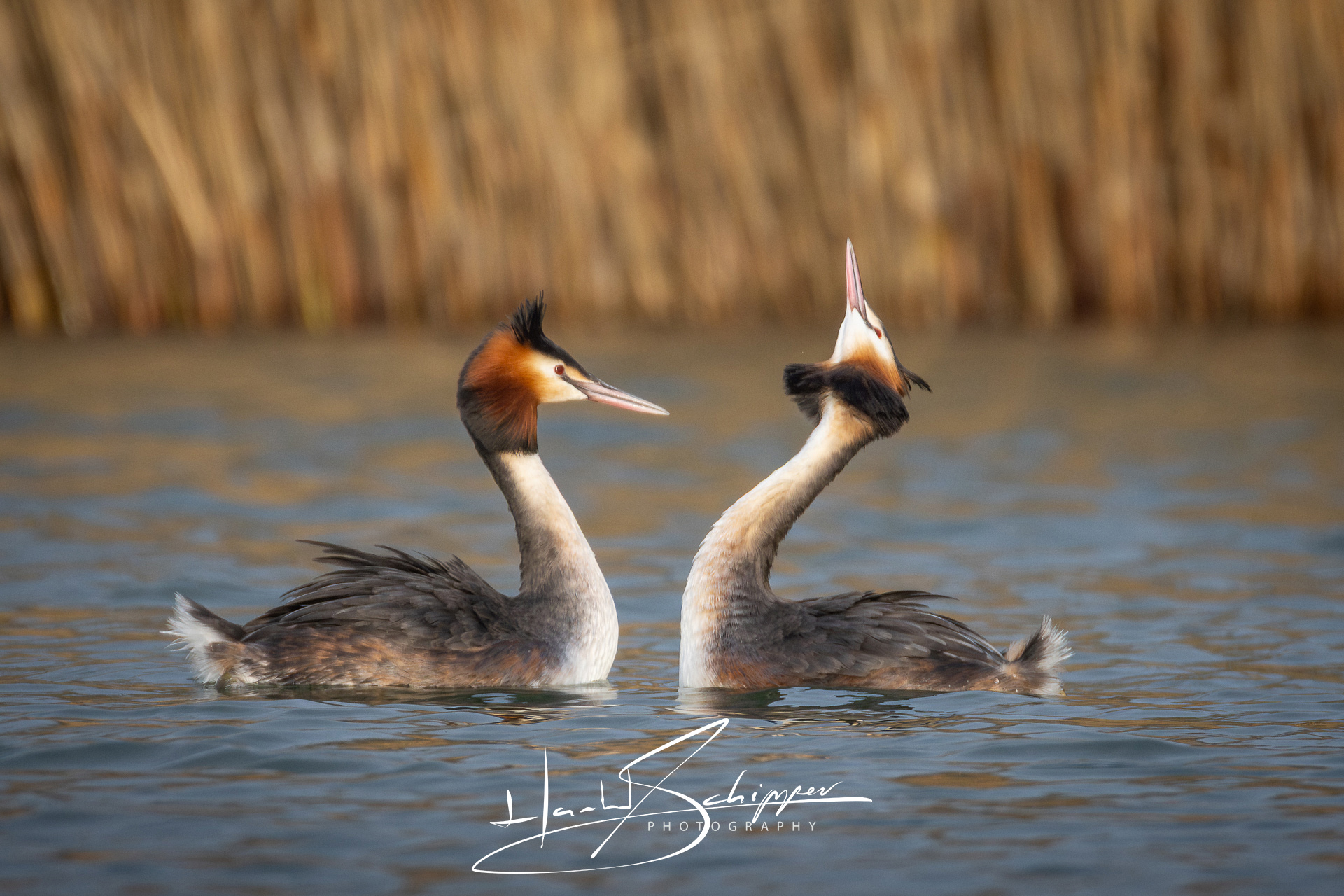Baltsende futen voeren een paringsdans. Displaying grebes perform a mating dance.