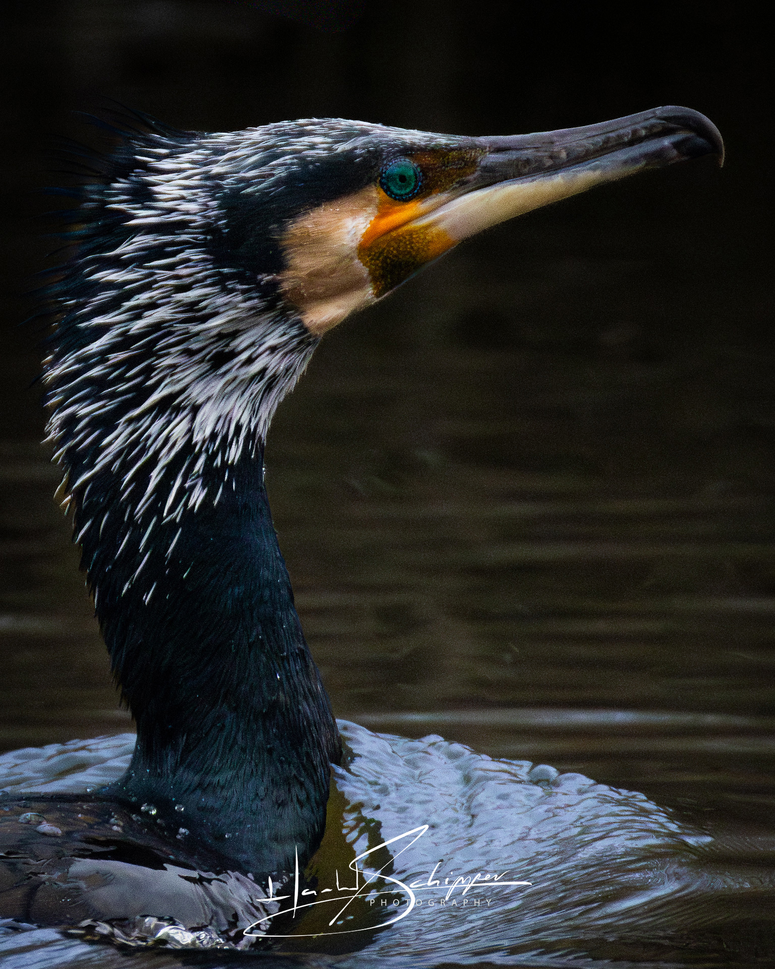 Portret van een Aalscholver. Portrait of a Cormorant