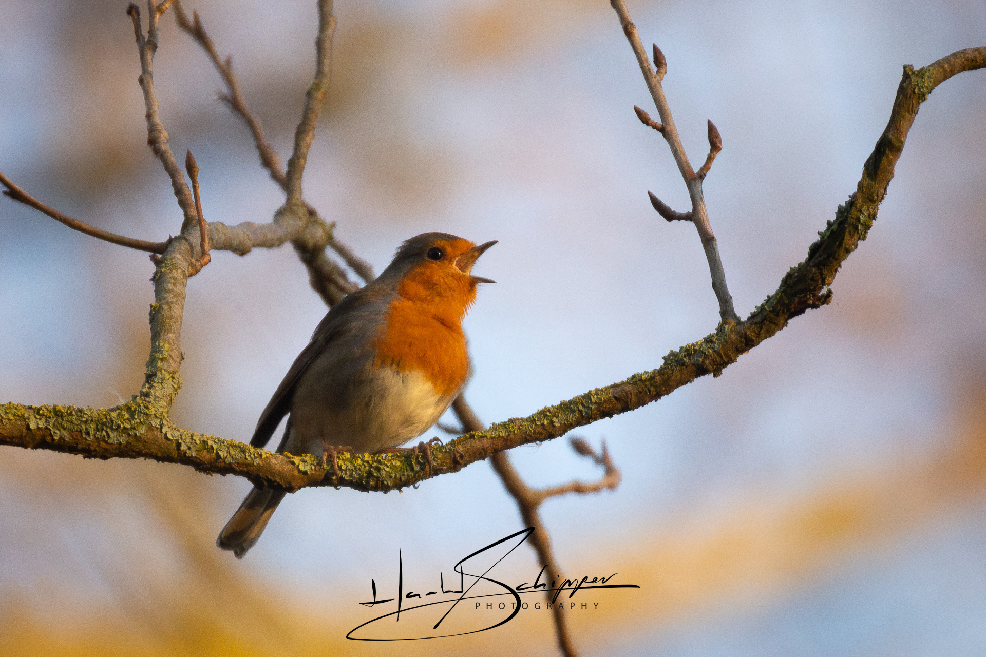 Een roodborstje zingt zijn hoogste lied. A robin sings its highest song.