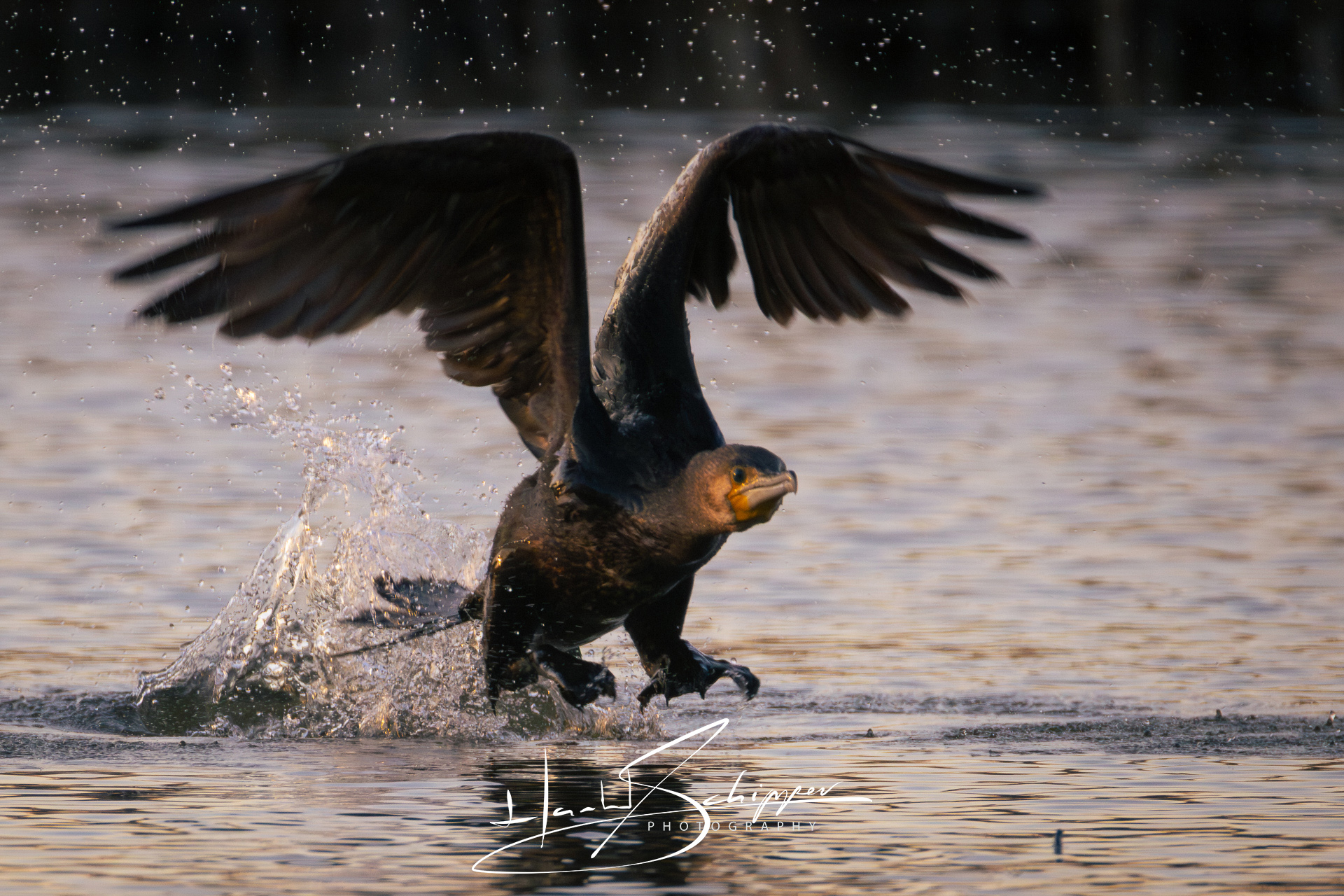 Een aalscholver maakt een vliegende start A cormorant makes a flying start.