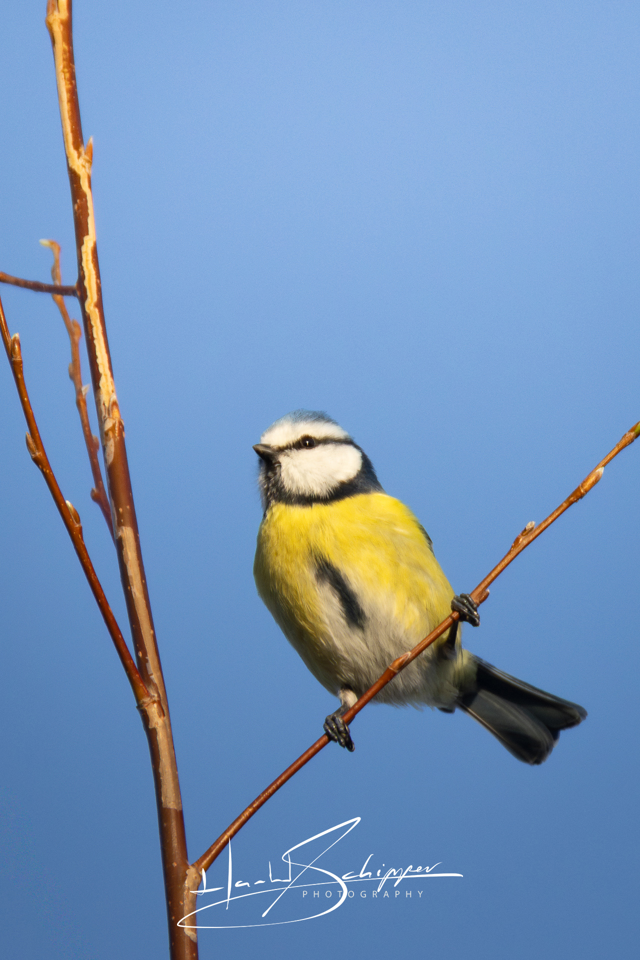Een pimpelmees zit parmantig op een tak. A Blue Tit (Cyanistes caeruleus) perches confidently on a bare branch.