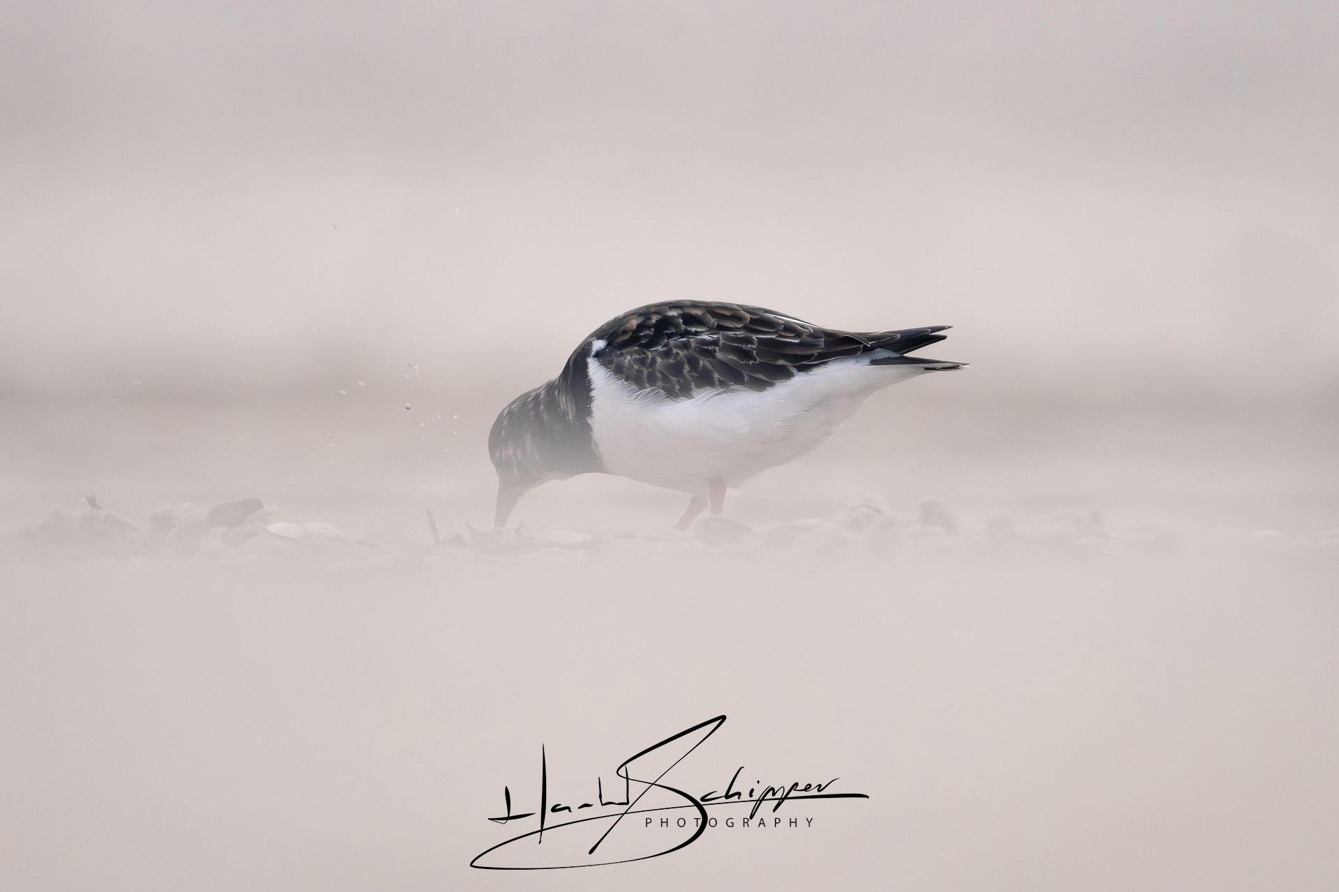 Een steenloper zoekt een lekker maal. A turnstone is looking for a tasty meal.