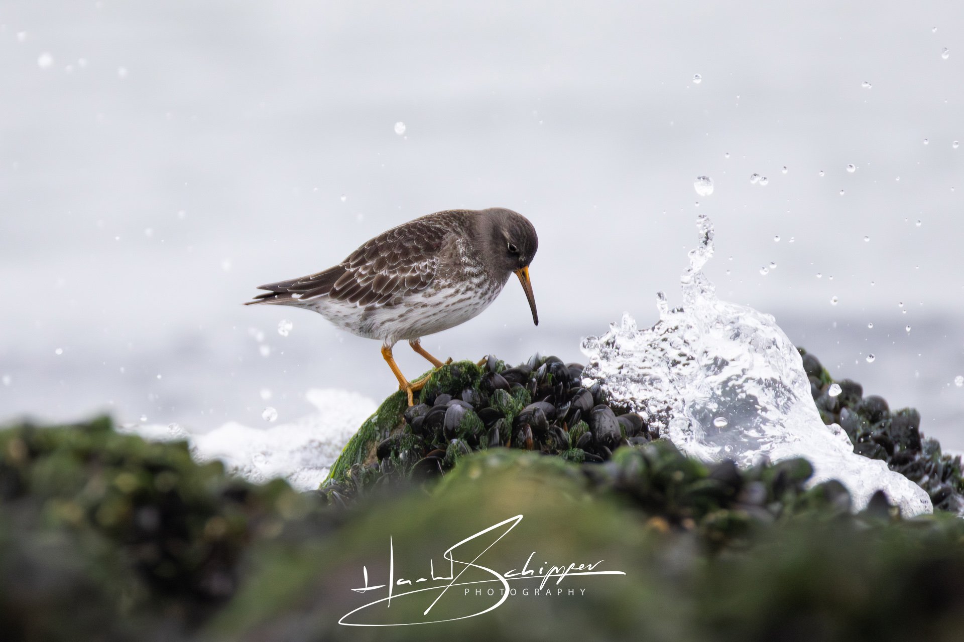 Een Paarse Strandloper zoekt een lekkere mossel. A Purple Sandpiper searches for a tasty mussel.