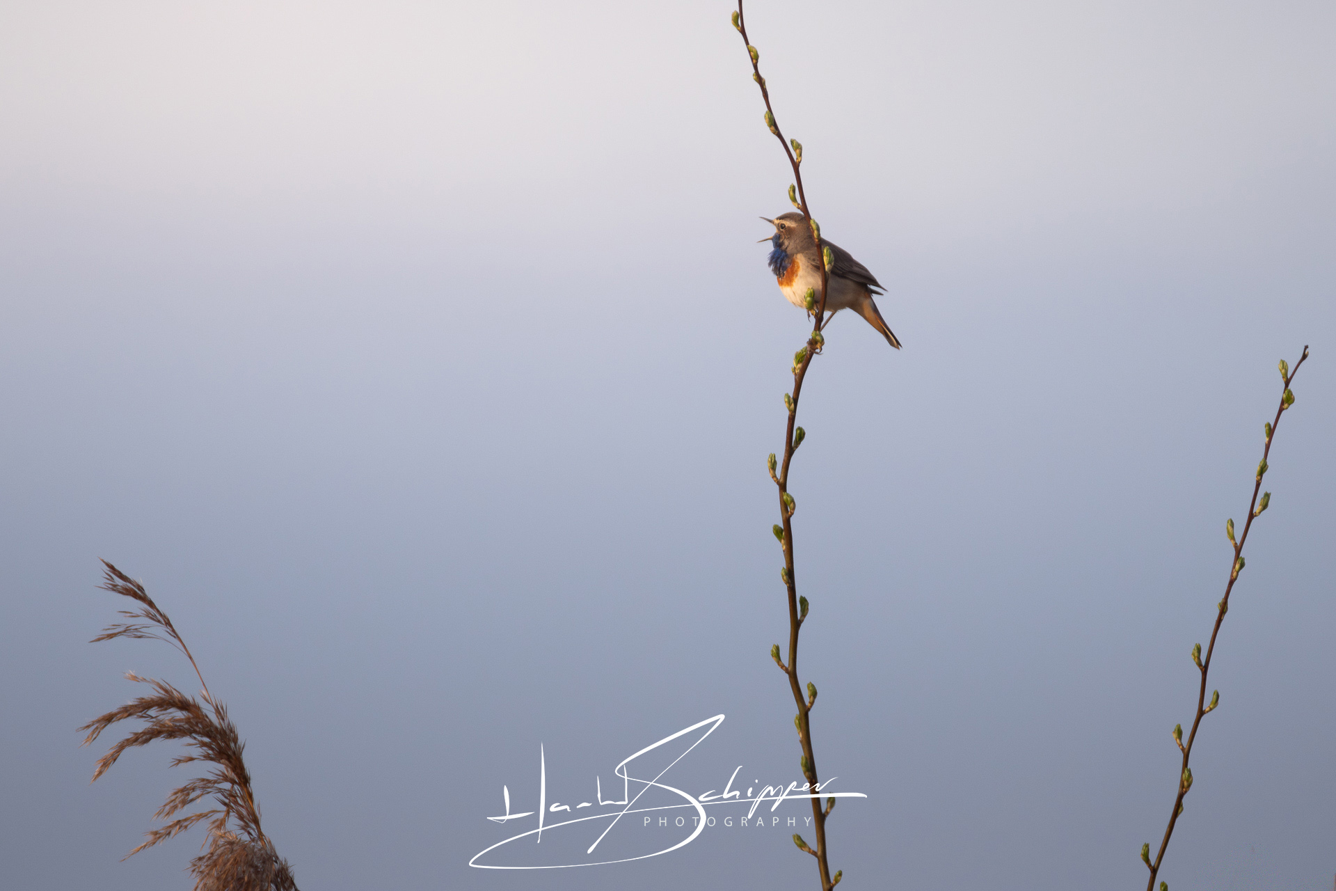 Een blauwborst zingt zijn lied hoog in de wilg. A Bluethroat (Luscinia svecica) sings from the top of a willow.