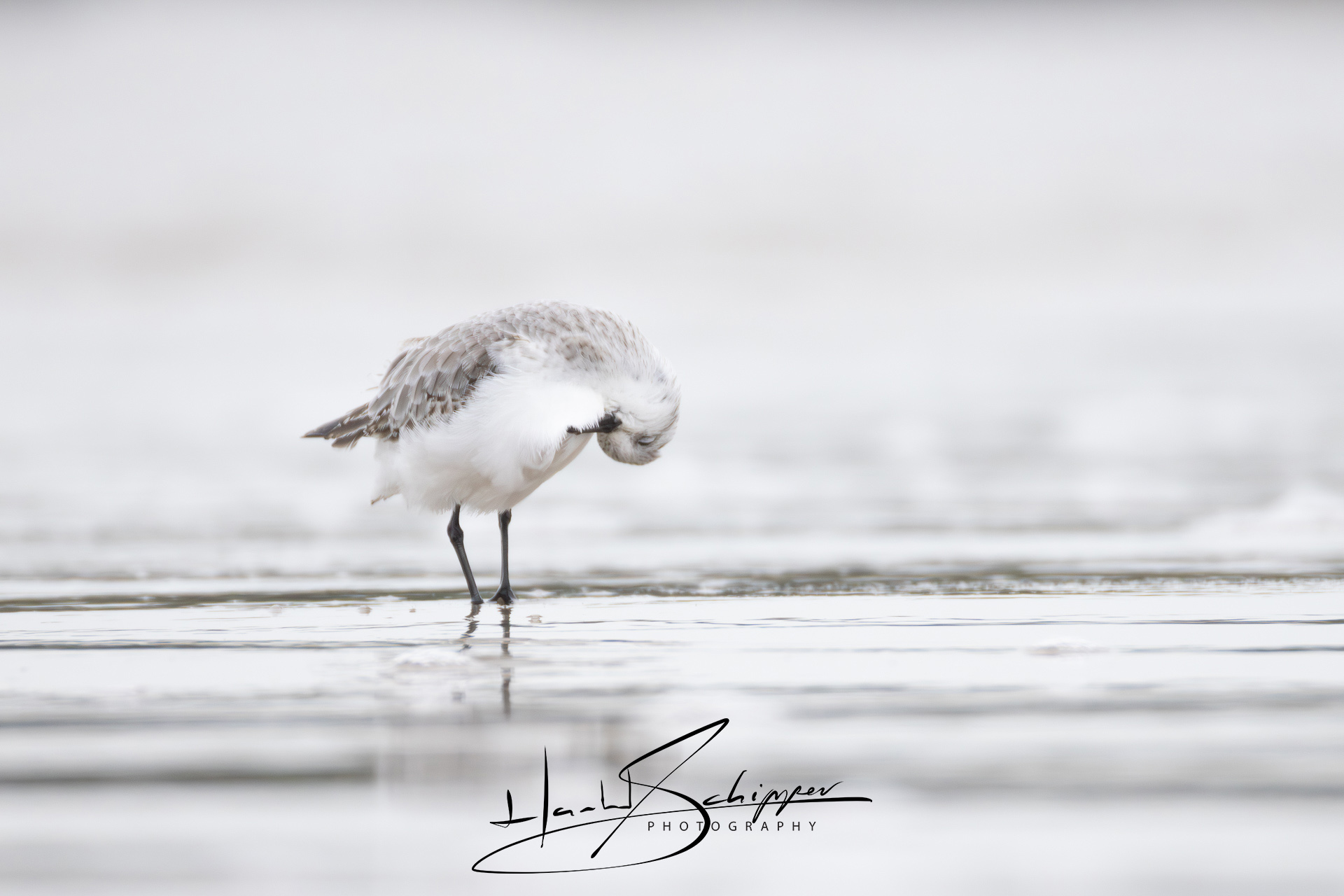 Een drieteenstrandloper frist zich op. A three-toed sandpiper freshens up.