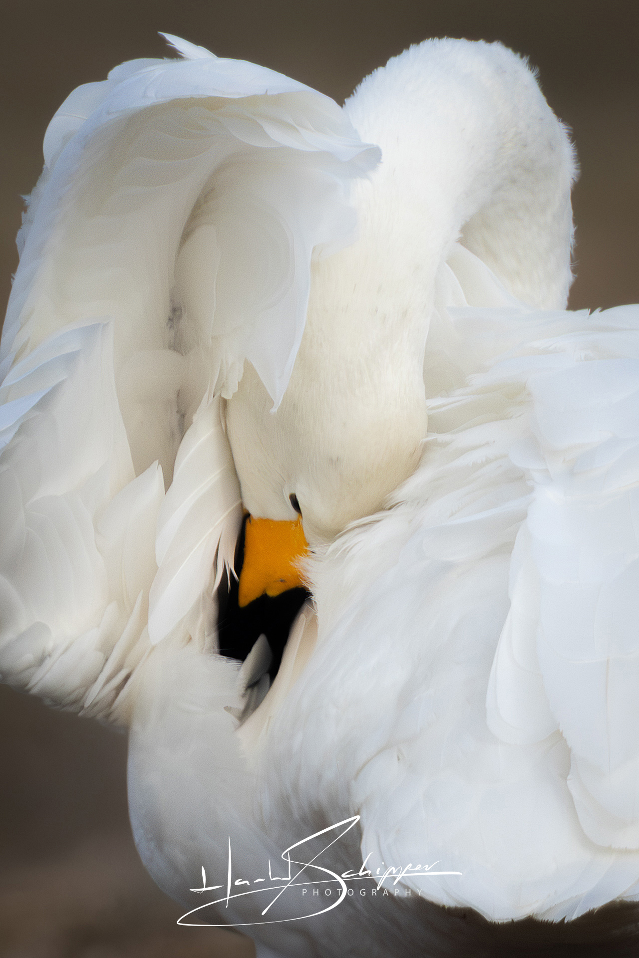 De Wilde Zwaan wast zichzelf. The Whooper Swan washes itself