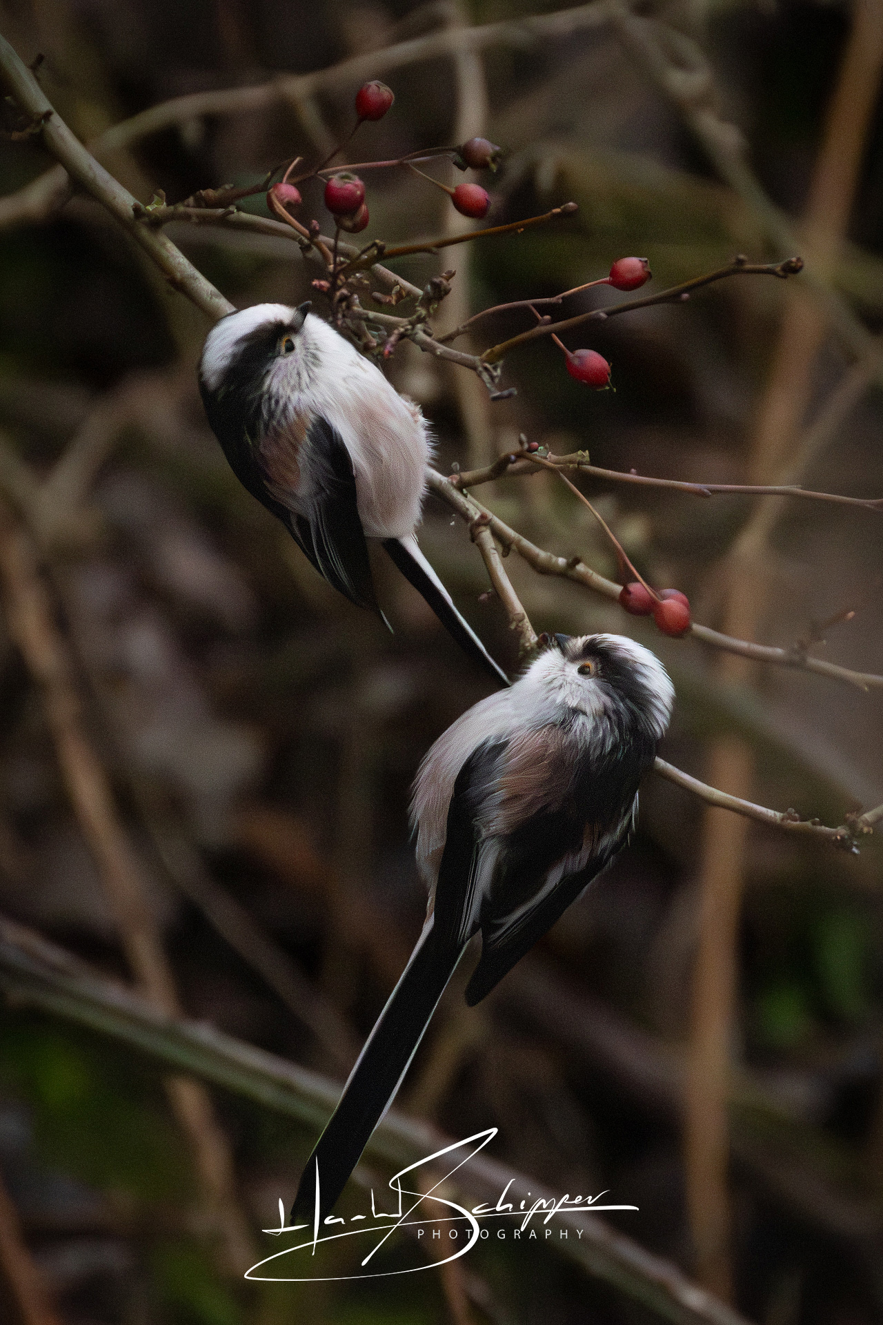 2 Staartmezen op een tak. 2 Long-tailed Tits on a branch.