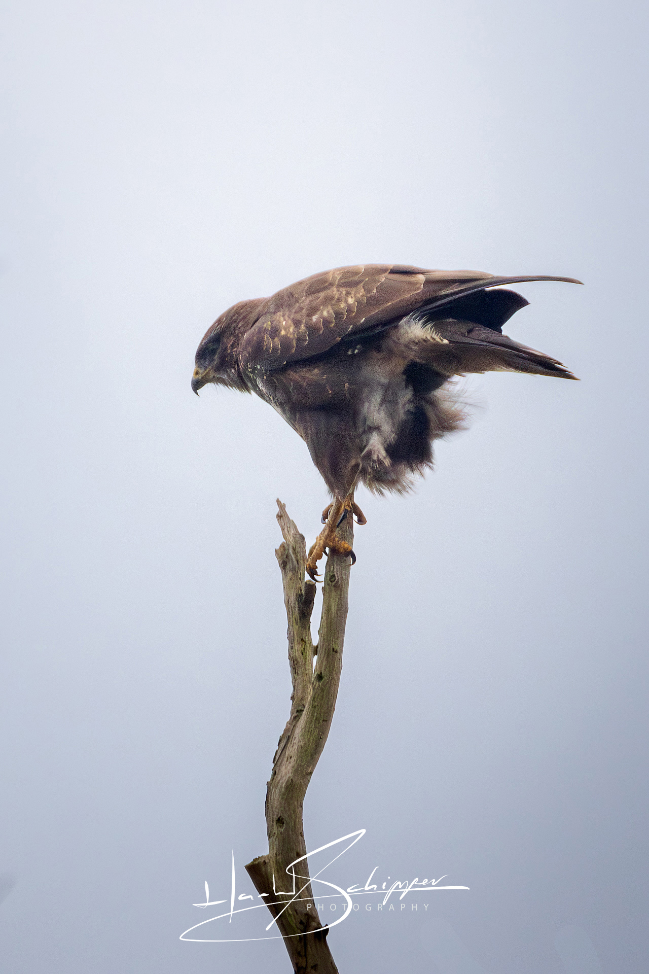 Een buizerd hoog in de boom. A buzzard high in the tree.
